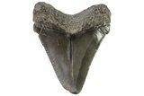 Fossil Chubutensis Tooth - Megalodon Ancestor #83720-1
